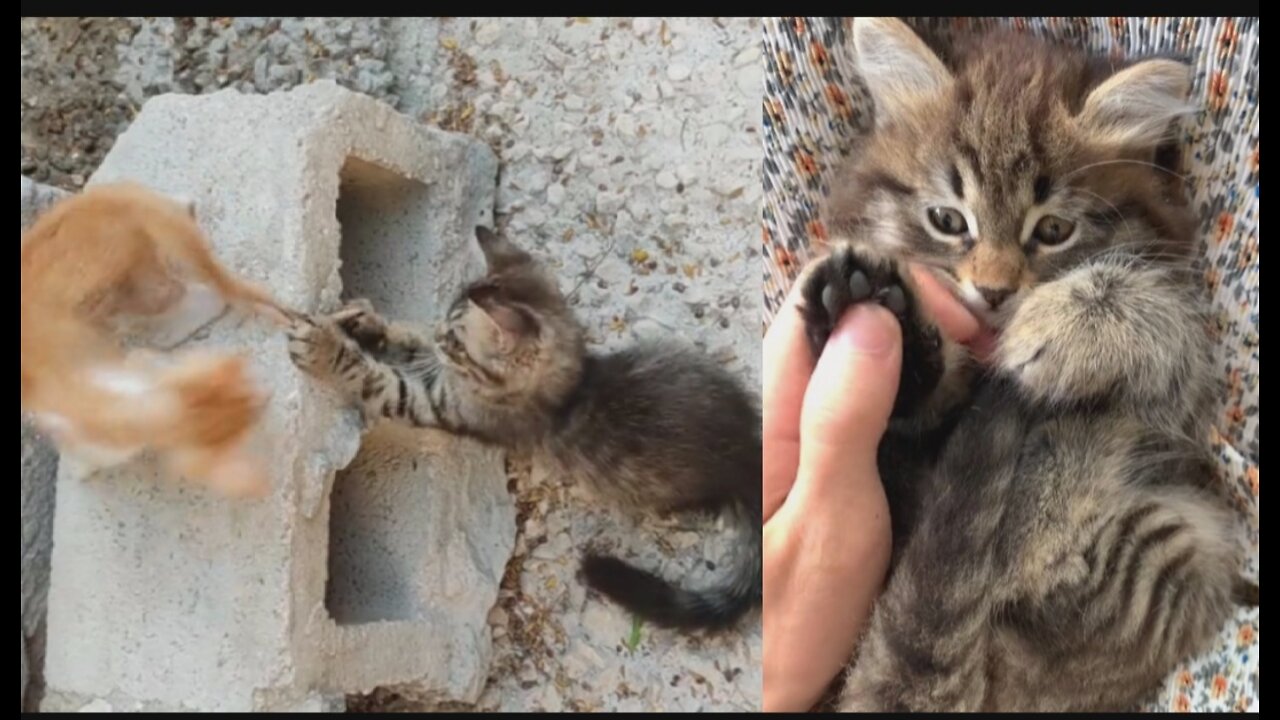 Funny Cat ।। Mama Cat Takes Back Crying Kitten From Toddler