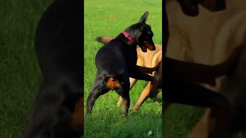 Doberman and Belgian Malinois are playing jumping | Funny cute pets lovers, #Shorts