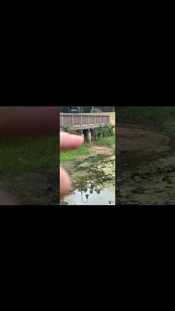 Extremely Low Pond (Mega Drought)