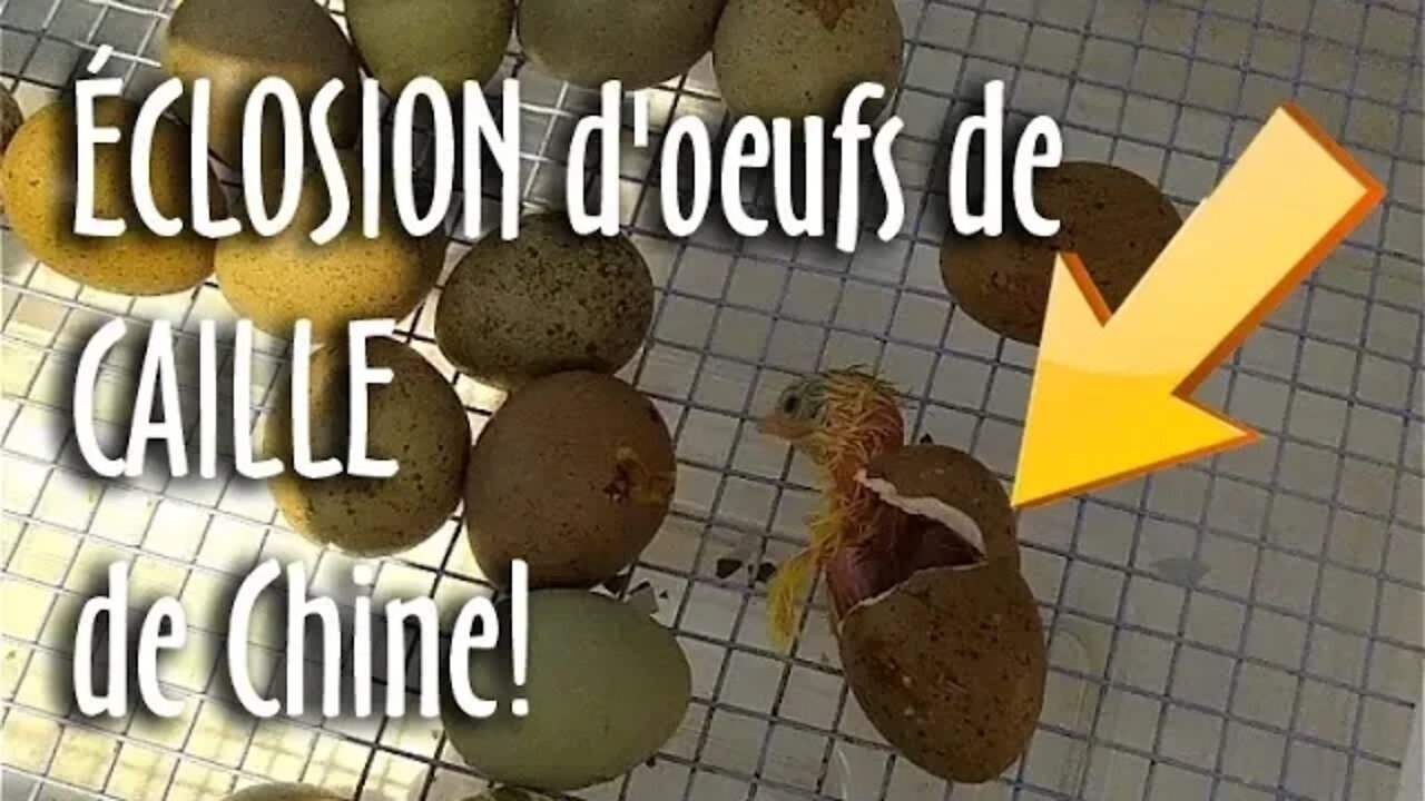 🐣 ÉCLOSION d'oeufs de CAILLE de Chine LIVE! #156