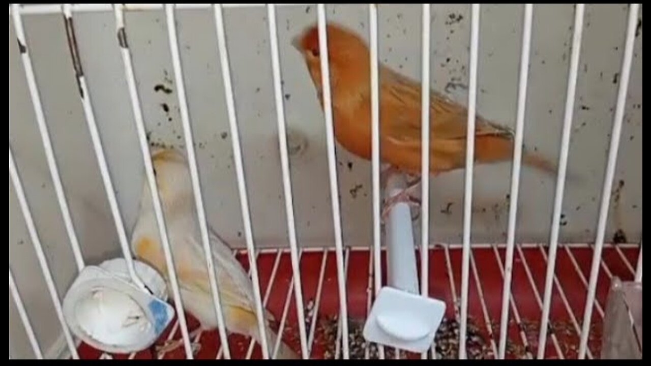 Canary types 🐦 Isabelle and Satiny 👍😍