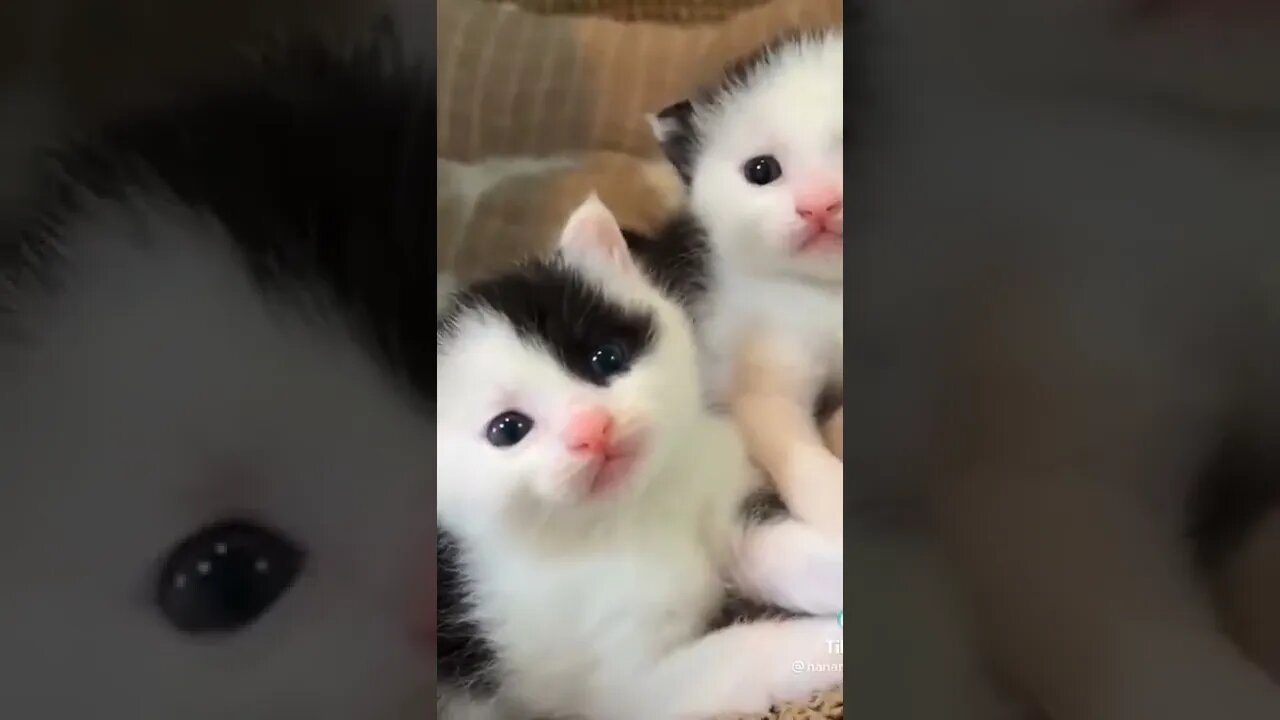 Cats kittens reaction 🤣