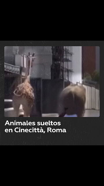 Una jirafa y un elefante se escapan