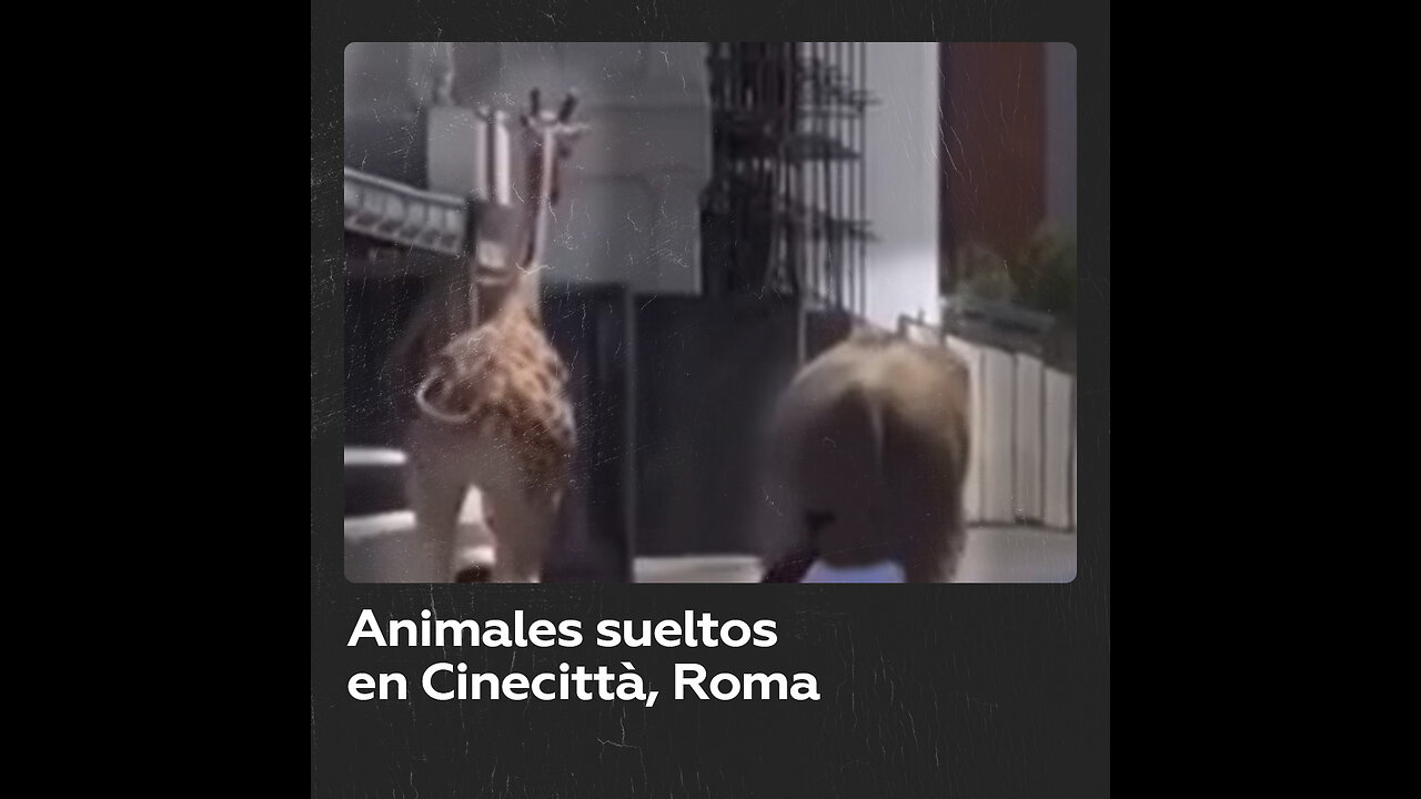 Una jirafa y un elefante se escapan