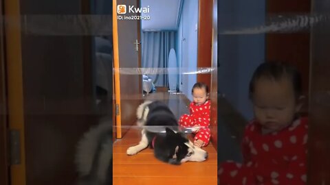 cachorro ensina bebê como passar um obstáculo #shorts