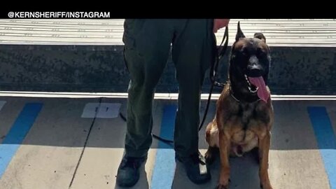 KCSO mourning death of K-9 Hannes