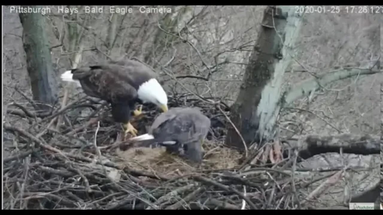 Hays Eagles The great stick debacle pt 1 1.25.20