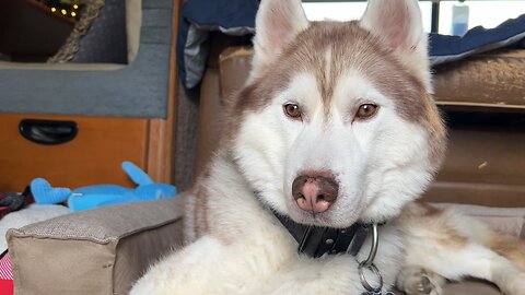 Nanuk the Husky enjoying LIFE