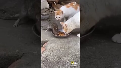 #short #YouTube #shorts sofia9_official,2