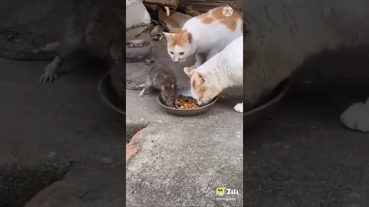 #short #YouTube #shorts sofia9_official,2