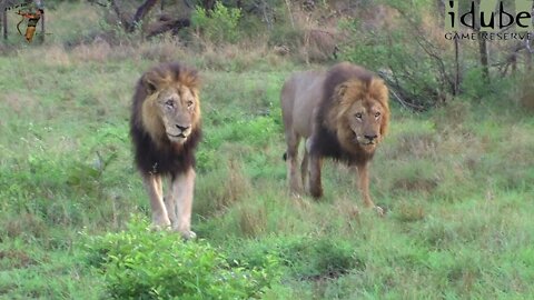 Lions On The Move