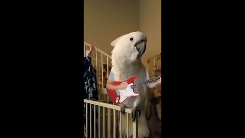 Birds band