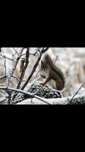 Winter in Canada with squirrels