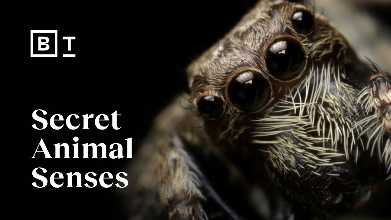 The hidden sensory world of animals | Ed Yong