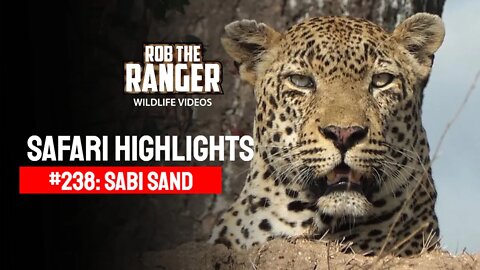 Safari Highlights #238: 13 - 16 November 2013 | Sabi Sand Nature Reserve | Latest Wildlife Sightings