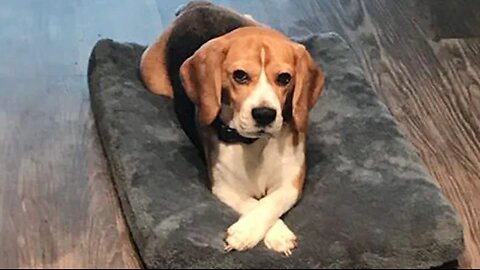 When Dogs Don't Want To Be Dogs Anymore 🤣 Funniest Animal Videos