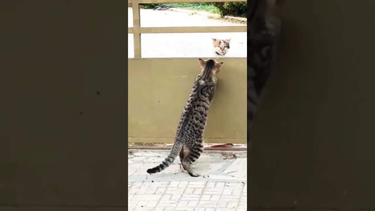 Cat Funny video #viral