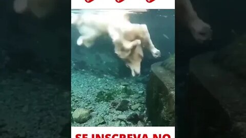 Cachorro dando um mergulho #shorts