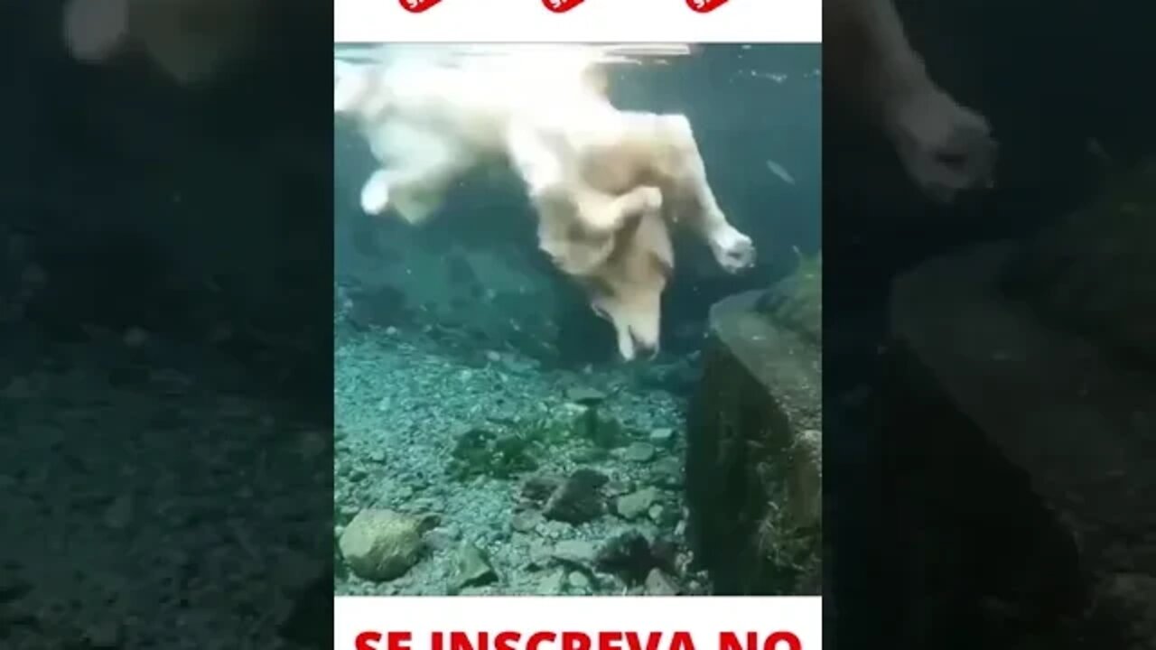 Cachorro dando um mergulho #shorts