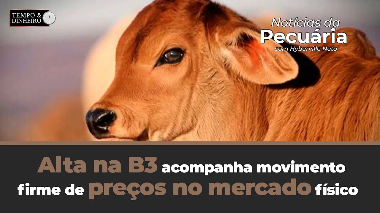 Boi gordo em alta na B3 acompanha movimento firme de preços no mercado físico de olho no feriado