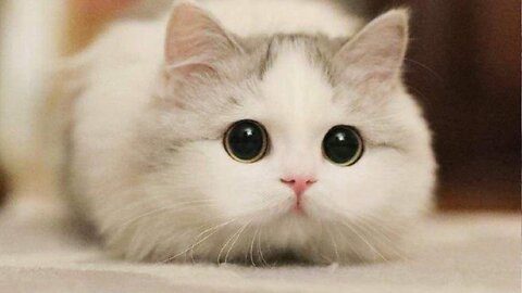 CUTE CAT VIDEO FOR WHEN YOU ARE STRESSED