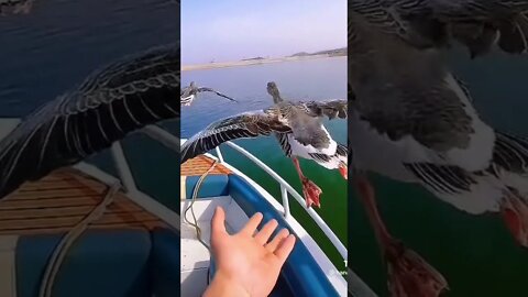 Feel the birds flying with boat ride