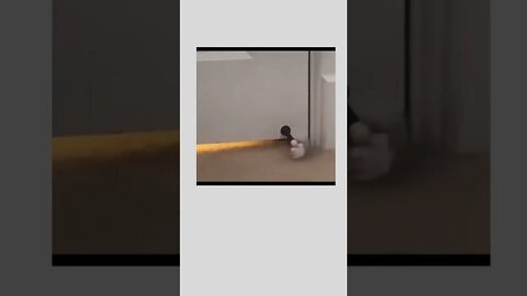 How to wake up your human.. 😅