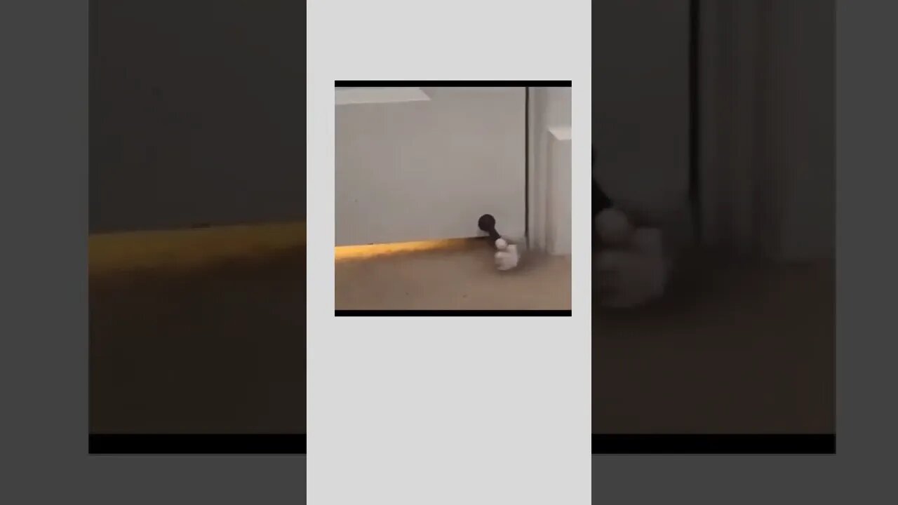 How to wake up your human.. 😅