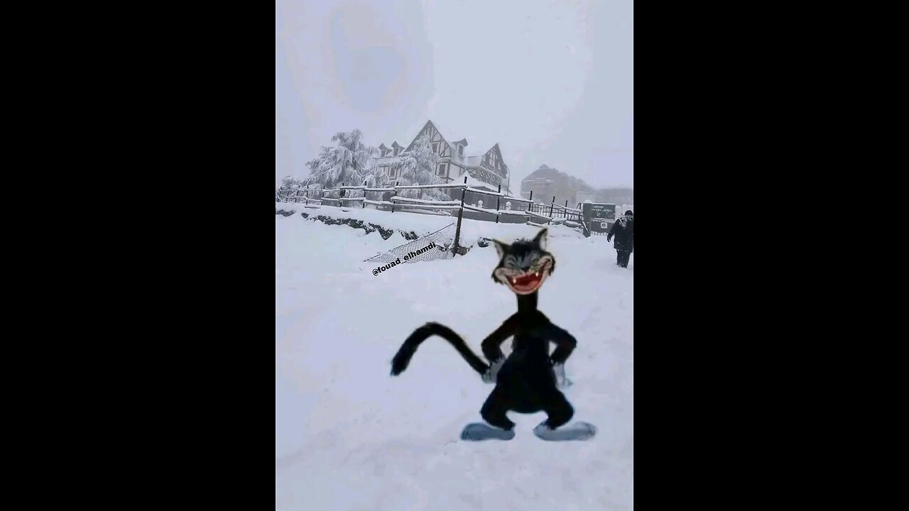 Funny animals video
