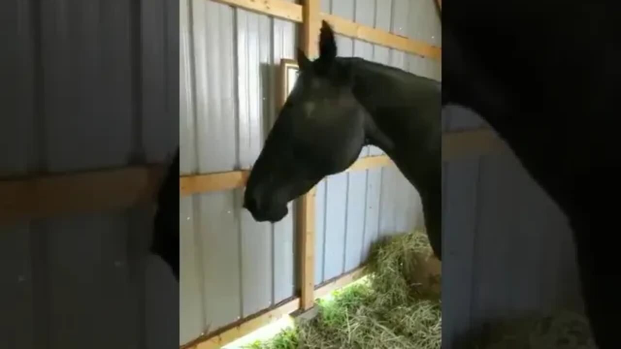 Horse seeing itself in the mirror.. 😂