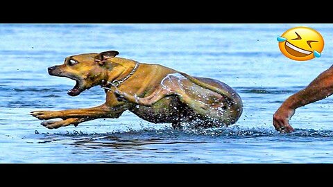 Funniest animal Videos Ever
