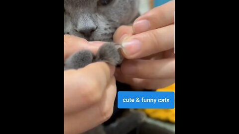 Cute and funny cats | Funny and cat cute videos | Best Funny Animal videos