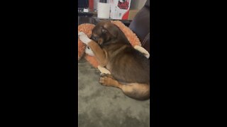 Puppy play time