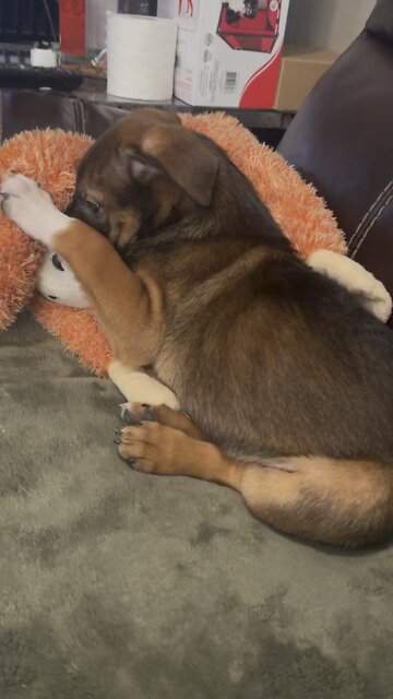 Puppy play time