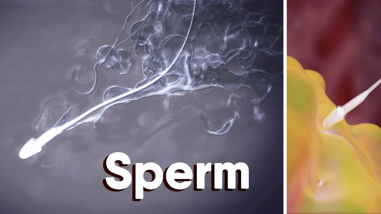 What Is Sperm?What is sperm made of? medical animation