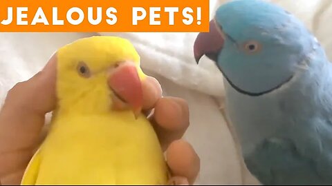 Funniest Jealous Pets Ever Compilation 2018 | Funny Pet Videos