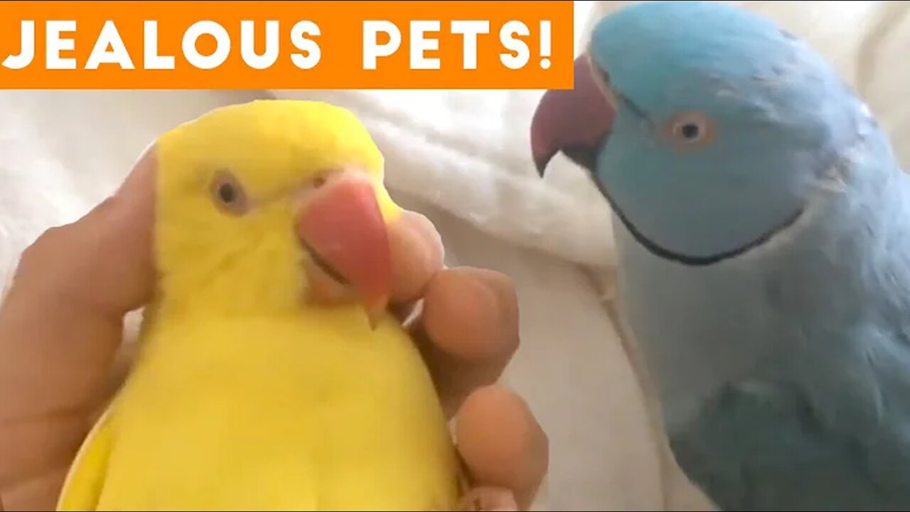 Funniest Jealous Pets Ever Compilation 2018 | Funny Pet Videos
