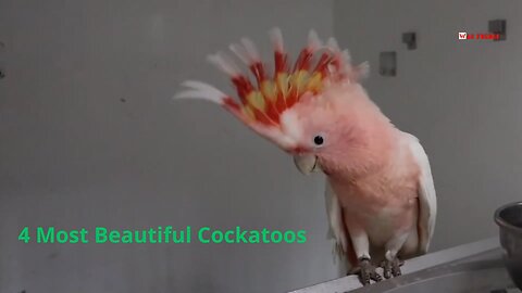 4 Most Beautiful Cockatoos