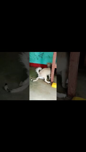 cute #dog short video| cute puppy shorts| #short #shortvideo #firstshortvideo #cutedog #dogs #shorts