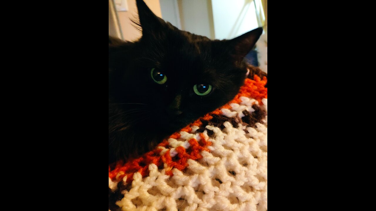 Flat Cat