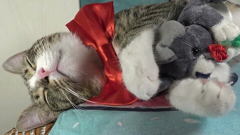 Sweet Cat Wears a Red Bow