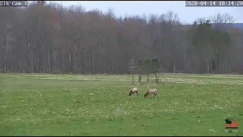PixCam Elk Cam 1