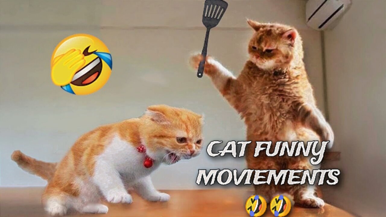 Cats funny movement in 2023 best clips #funny