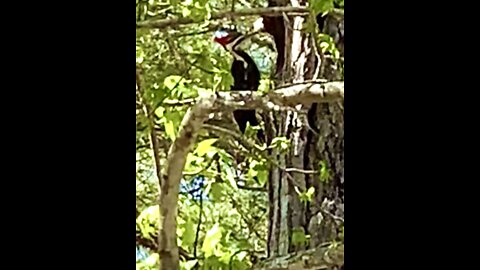 Red headed woodpecker