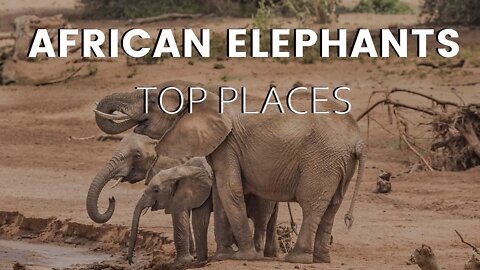 African Elephants | Where to Spot Them in Kenya