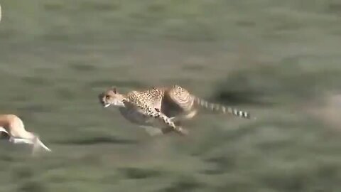 Amazing Moments Of Wild Animals 2022 - Epic Animals Fights Caught on Camera #4