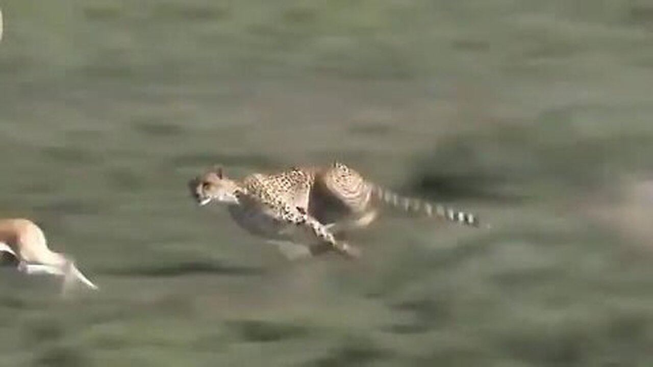 Amazing Moments Of Wild Animals 2022 - Epic Animals Fights Caught on Camera #4