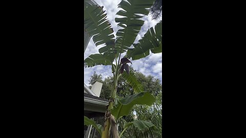 Growing bananas in your own backyard