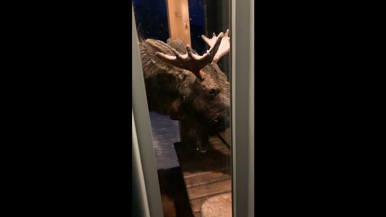 Moose eats pumpkins on porch in Alaska