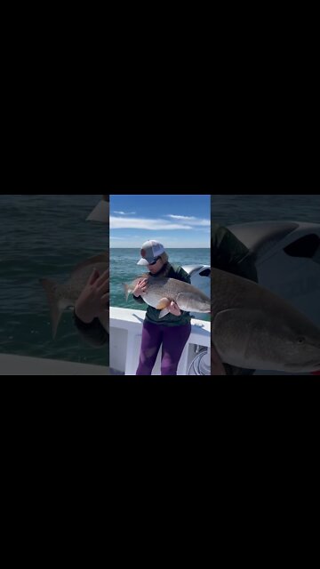 Fish News Alert #Shorts